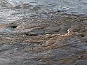 2011-01-17, Hochwasser (4)